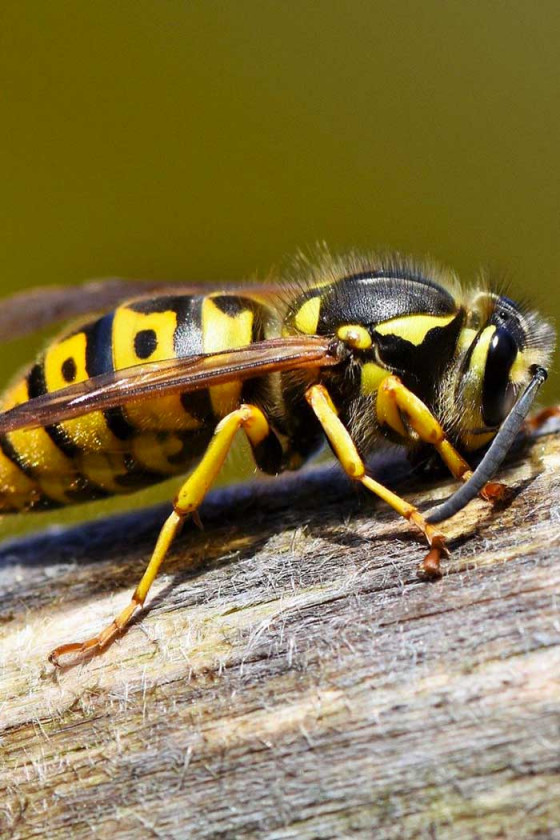 Insecticide professionnel - Frelon et Nid de guêpes - CPI Hygiène