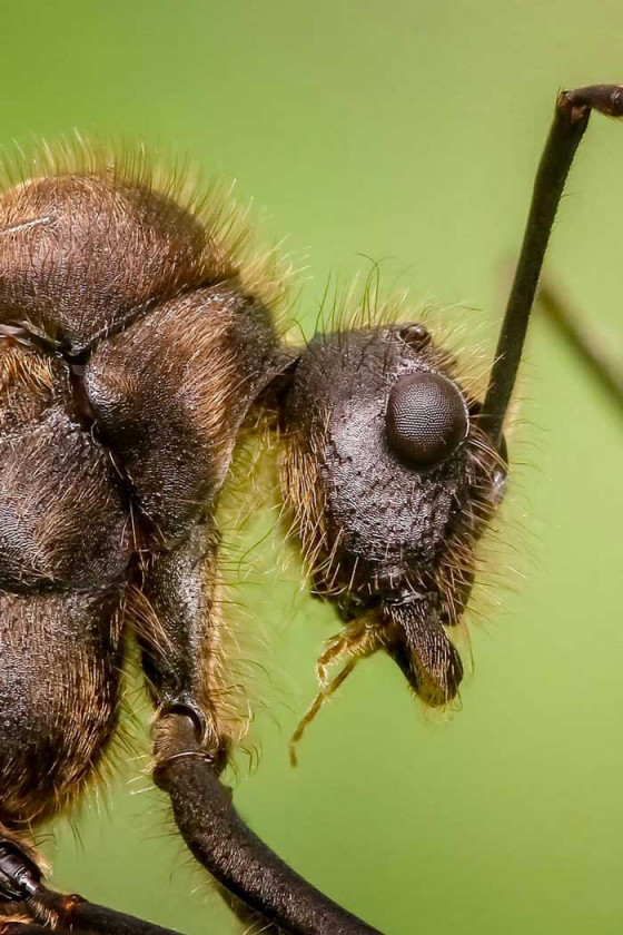 Insecticide professionnel - Frelon et Nid de guêpes - CPI Hygiène