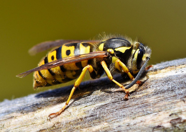 Éloigner les insectes nuisibles